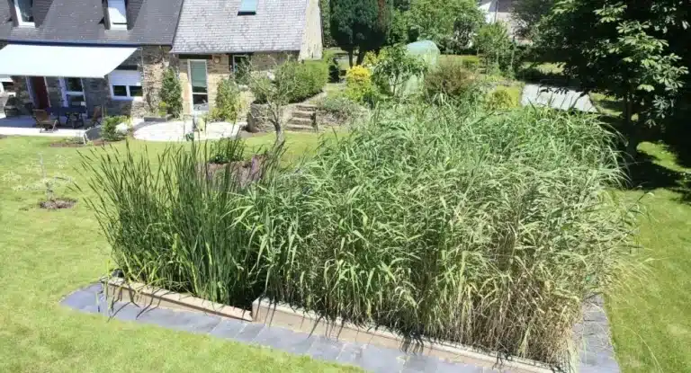jardin d'assainissement